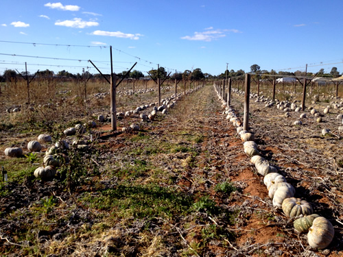 Mildura　ピッキング