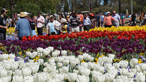 canberra floriade