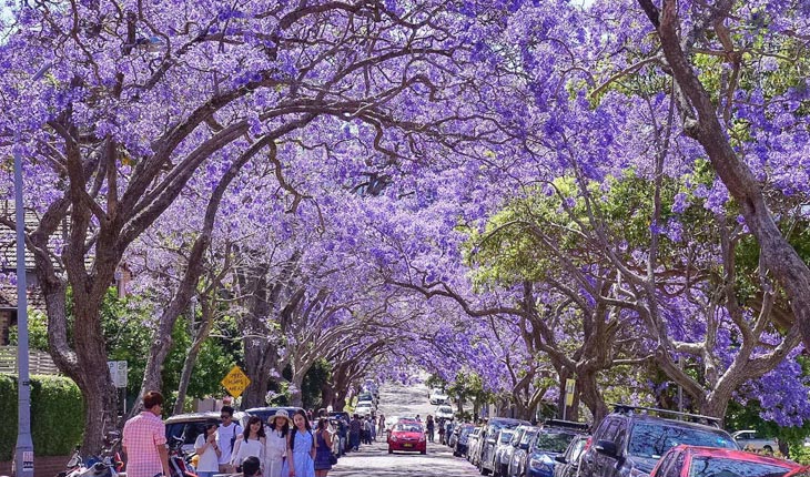 紫の花が満開！シドニーのミルソンパークでジャカランダを鑑賞