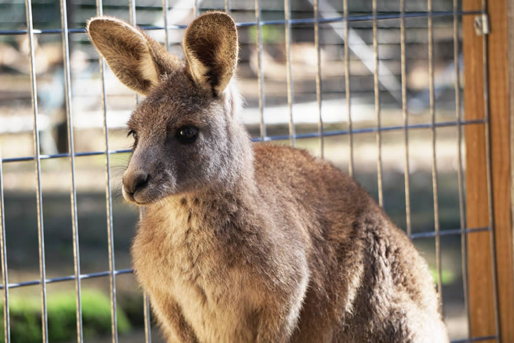 オーストラリアで出会える動物たち特集　カンガルー編