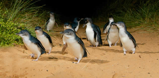 Penguin2