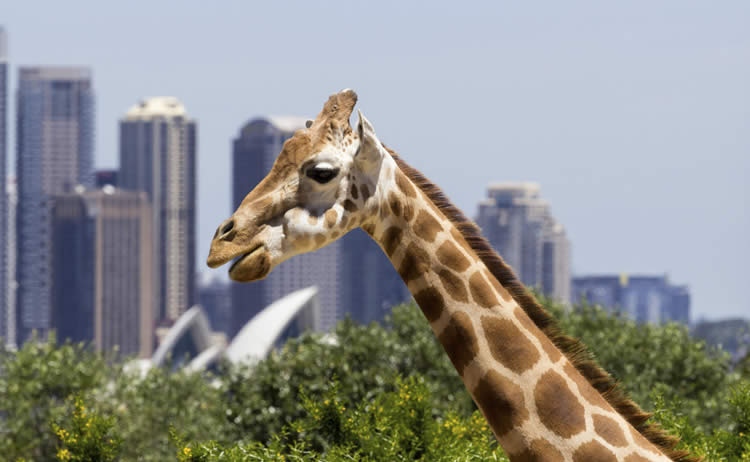 taronga