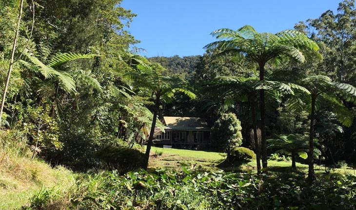 jungle