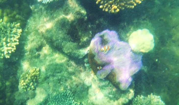 nimo