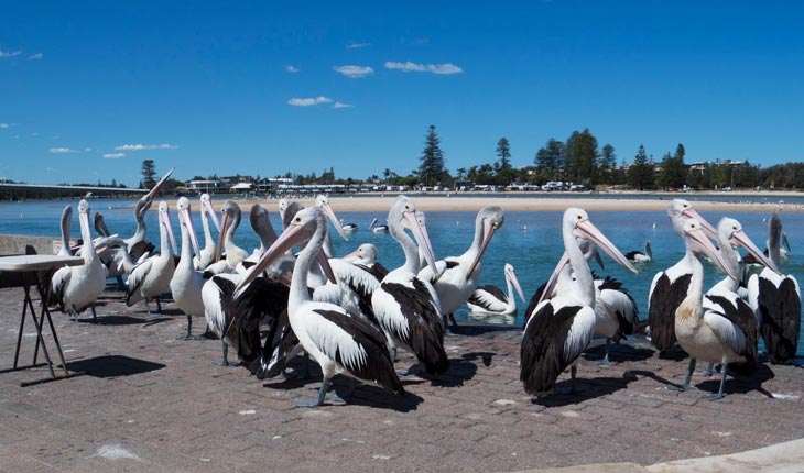 pelicanplace