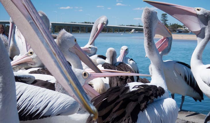 pelicanup