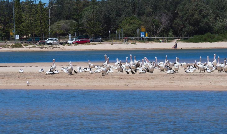 pelicanwaiting