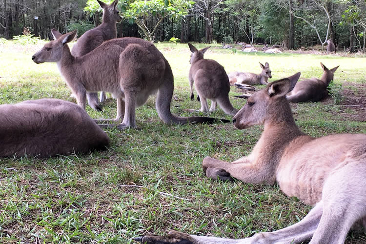 kangaroo