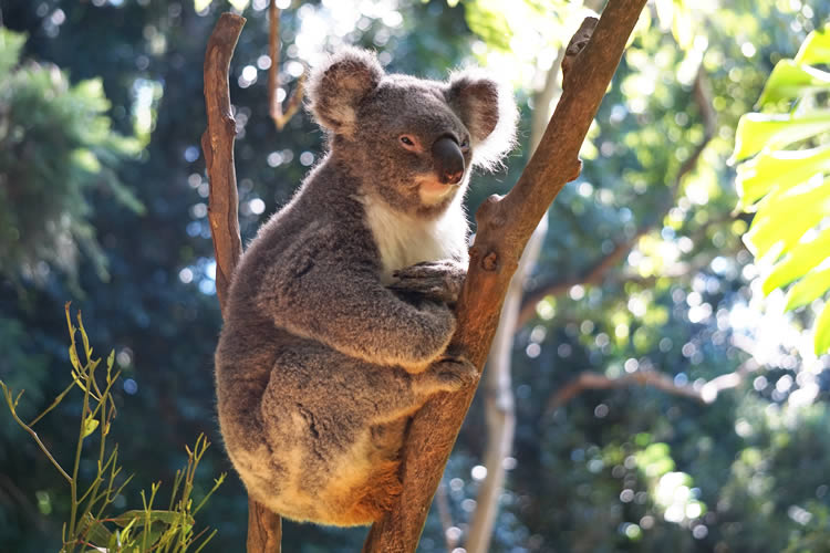 koala2