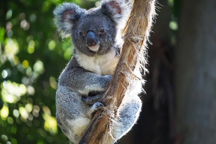 koala6