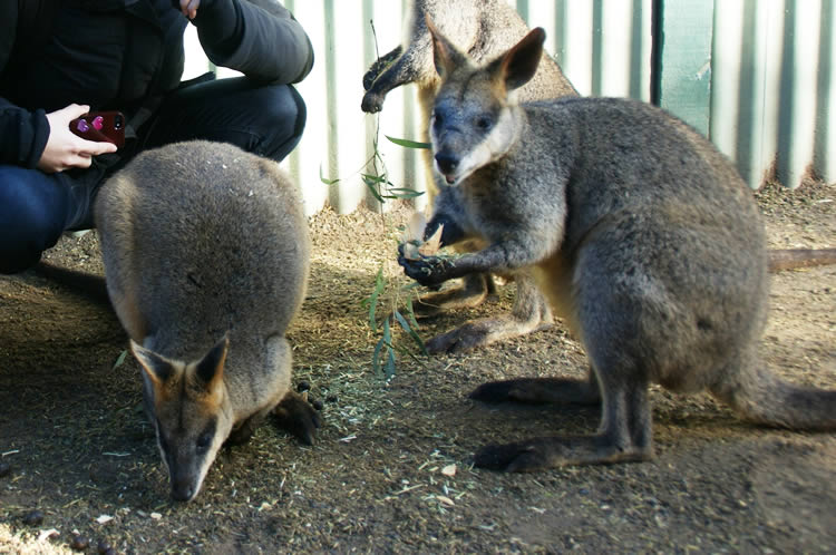 warrabies